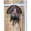 Image 1 : Strutting Turkey Full Body Bird Taxidermy