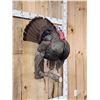 Image 2 : Strutting Turkey Full Body Bird Taxidermy