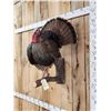 Image 3 : Strutting Turkey Full Body Bird Taxidermy
