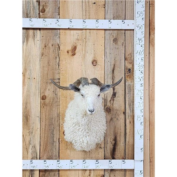 Angora Goat Shoulder Mount Taxidermy
