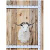 Image 1 : Angora Goat Shoulder Mount Taxidermy