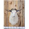 Image 2 : Angora Goat Shoulder Mount Taxidermy