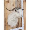 Image 3 : Angora Goat Shoulder Mount Taxidermy
