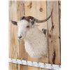 Image 4 : Angora Goat Shoulder Mount Taxidermy