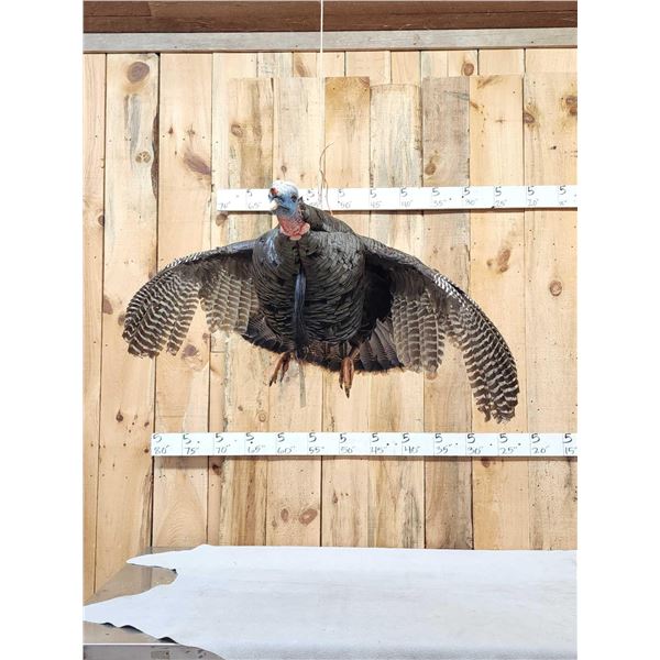 Turkey In Flight Bird Taxidermy