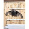 Image 1 : Turkey In Flight Bird Taxidermy