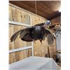 Image 2 : Turkey In Flight Bird Taxidermy