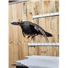 Image 3 : Turkey In Flight Bird Taxidermy