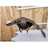 Image 4 : Turkey In Flight Bird Taxidermy
