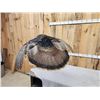 Image 5 : Turkey In Flight Bird Taxidermy
