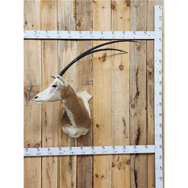Scimitar Horned Oryx Shoulder Mount Taxidermy