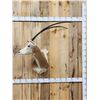 Image 1 : Scimitar Horned Oryx Shoulder Mount Taxidermy
