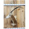 Image 2 : Scimitar Horned Oryx Shoulder Mount Taxidermy
