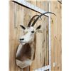 Image 3 : Scimitar Horned Oryx Shoulder Mount Taxidermy