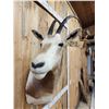 Image 4 : Scimitar Horned Oryx Shoulder Mount Taxidermy