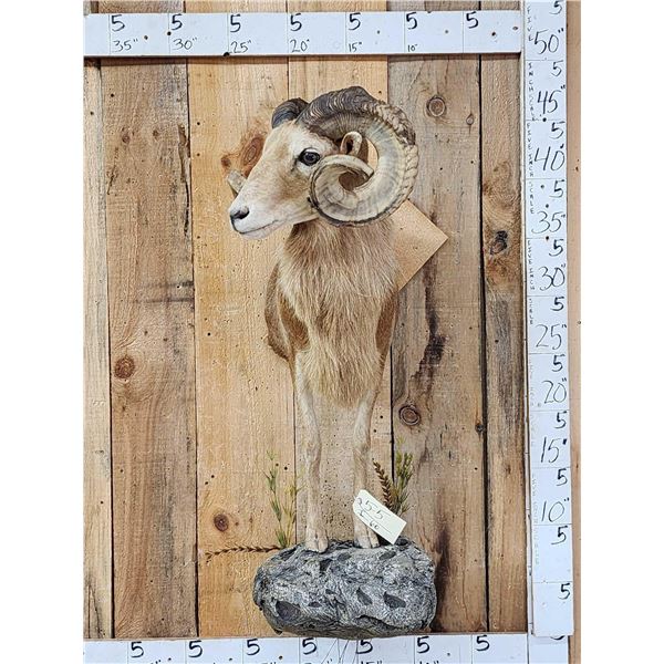 Mouflon Cross Ram Sheep Half Body Mount Taxidermy