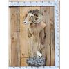 Image 1 : Mouflon Cross Ram Sheep Half Body Mount Taxidermy
