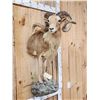 Image 2 : Mouflon Cross Ram Sheep Half Body Mount Taxidermy