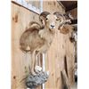 Image 3 : Mouflon Cross Ram Sheep Half Body Mount Taxidermy