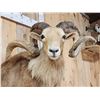 Image 4 : Mouflon Cross Ram Sheep Half Body Mount Taxidermy