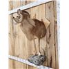 Image 5 : Mouflon Cross Ram Sheep Half Body Mount Taxidermy
