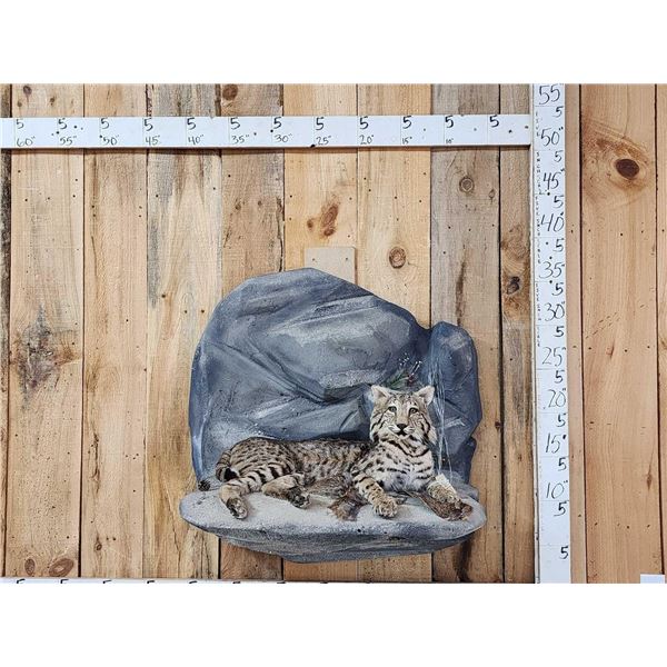 Bobcat Full Body Taxidermy Mount
