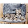 Image 2 : Bobcat Full Body Taxidermy Mount