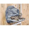 Image 3 : Bobcat Full Body Taxidermy Mount