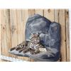 Image 4 : Bobcat Full Body Taxidermy Mount
