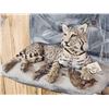 Image 5 : Bobcat Full Body Taxidermy Mount
