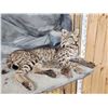 Image 6 : Bobcat Full Body Taxidermy Mount