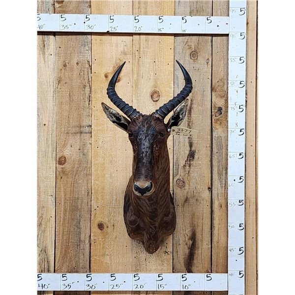 African Tsessebe Shoulder Mount Taxidermy