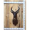 Image 1 : African Tsessebe Shoulder Mount Taxidermy