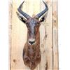 Image 2 : African Tsessebe Shoulder Mount Taxidermy