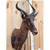 Image 3 : African Tsessebe Shoulder Mount Taxidermy