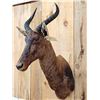 Image 4 : African Tsessebe Shoulder Mount Taxidermy