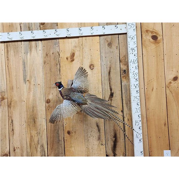 Ringneck Pheasant In Flight Bird Taxidermy