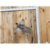 Image 1 : Ringneck Pheasant In Flight Bird Taxidermy