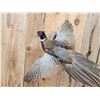 Image 2 : Ringneck Pheasant In Flight Bird Taxidermy