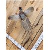 Image 3 : Ringneck Pheasant In Flight Bird Taxidermy
