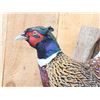Image 4 : Ringneck Pheasant In Flight Bird Taxidermy