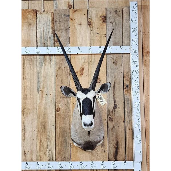 African Gemsbok Shoulder Mount Taxidermy
