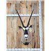 Image 1 : African Gemsbok Shoulder Mount Taxidermy