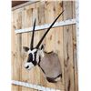 Image 2 : African Gemsbok Shoulder Mount Taxidermy