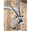 Image 3 : African Gemsbok Shoulder Mount Taxidermy