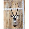 Image 4 : African Gemsbok Shoulder Mount Taxidermy