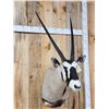 Image 5 : African Gemsbok Shoulder Mount Taxidermy