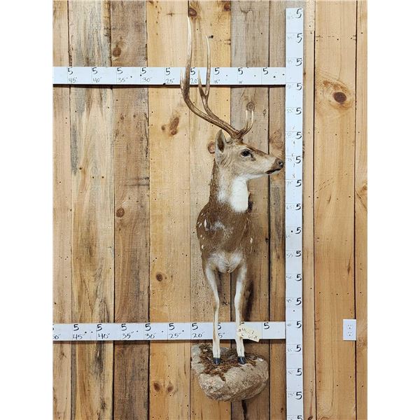 Axis Deer Half Body Taxidermy Mount