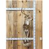 Image 1 : Axis Deer Half Body Taxidermy Mount