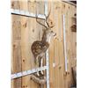 Image 2 : Axis Deer Half Body Taxidermy Mount